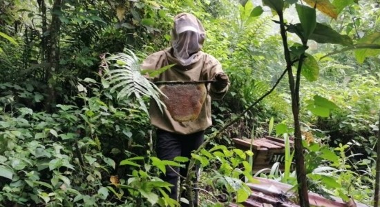 Thompson with a full comb of honey. Photo courtesy of Batata Boris-Karloff