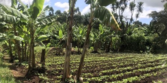 Farming plot created and tended by students
