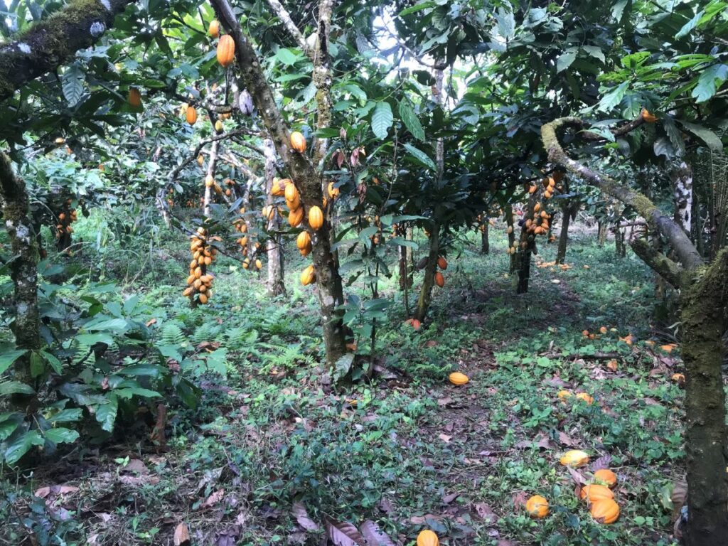 Trees loaded with cocoa pods