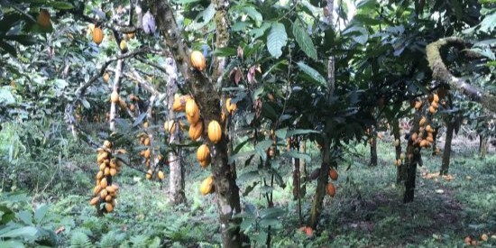Cocoa production