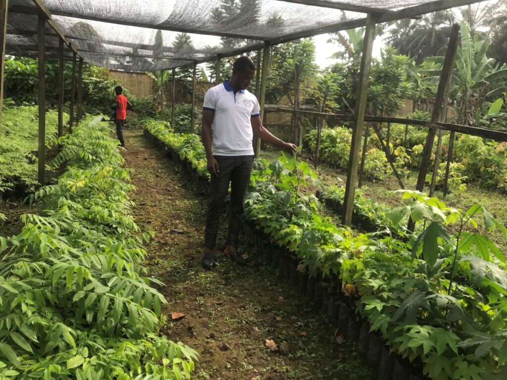 View of seedlings growing in the Bakingili multipurpose nursery